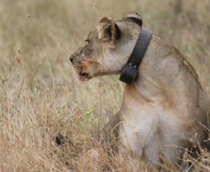 Collared lion