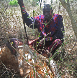 Cow killed by lions