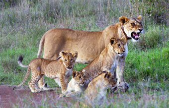 Lion family