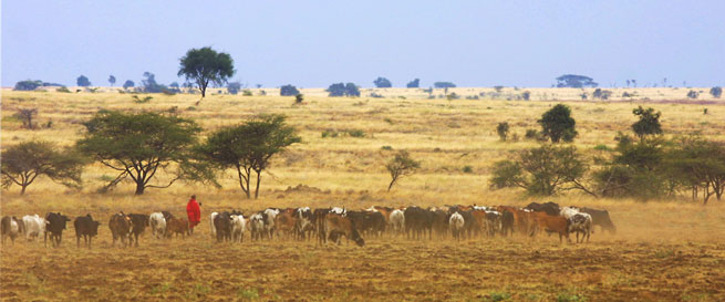Maasai herding cattle