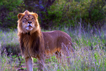 Male lion